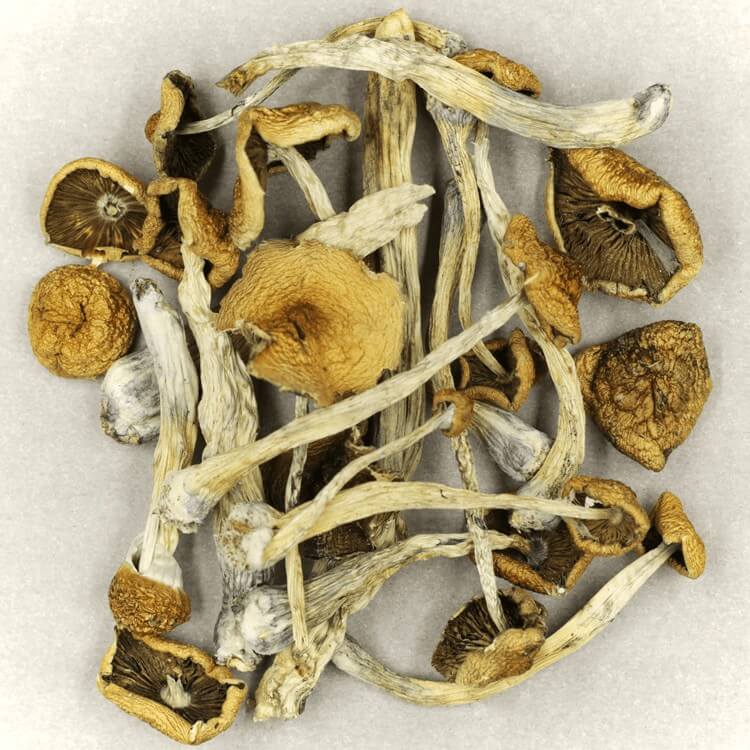  | Microdosing Mushrooms Canada